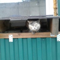 Найдена кошка, окрас серый