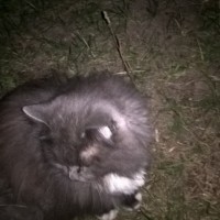 Найден кот\кошка, окрас дымчатый с белой грудкой