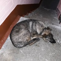 Найдена собака, окрас черно-серый