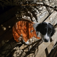 Найдено:  собака собачка