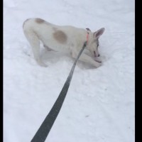 Пропала собака, окрас белый со светло-бежевыми пятнами