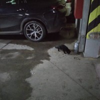 Найден черный кот