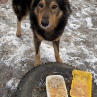 В добрые руки, пёс, окрас черно-рыжий