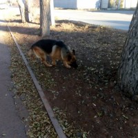 Найден пес, порода немецкая овчарка, окрас черно-коричневый