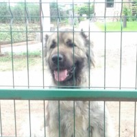 Найдена собака, кавказская овчарка