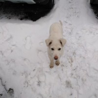 Найден щенок, окрас белый