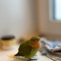 Найден попугай, окрас зеленый с рыжей мордочкой