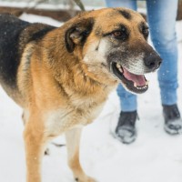 Пропал пес, окрас трехцветный