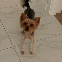 Пропала собака йоркширский терьер