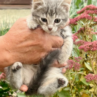 Отдам в добрые руки:  котятки