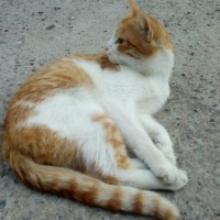Найден кот, окрас рыже-белый