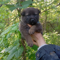 Отдам в добрые руки:  щенок