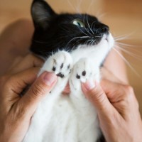 В добрые руки, кошка, окрас черно-белый