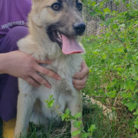 Отдам в добрые руки:  щенок