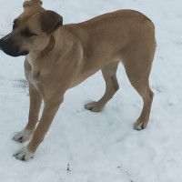 Найдена собака, окрас коричневый с белыми пятнами