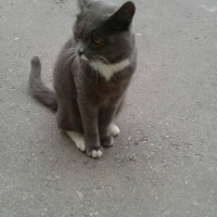 Найден кот, окрас дымчатый с белой грудкой и лапами