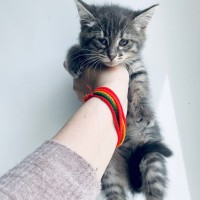 В добрые руки, котенок, окрас серый