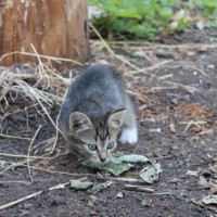 В добрые руки, котята