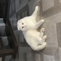 Пропал кот, окрас белый