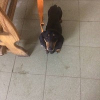 Найдена собака, порода такса, окрас черно-коричневый