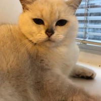 Пропал кот, порода британец, окрас бело-серый