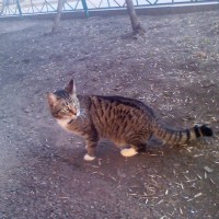 Найден кот, окрас серый полосатый
