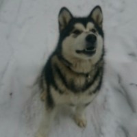 Потерялась собака, порода аляскинский маламут, окрас черно-белый