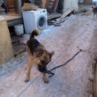 Нашёл собаку
