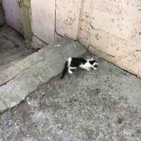 Найдены котята цвет черно-белый
