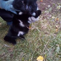 Найден кот, окрас черный с белыми пятнами