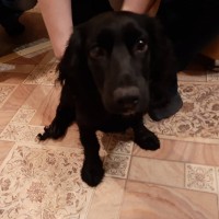 Найден щенок, порода спаниэль с таксой, окрас черный