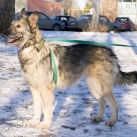 В добрые руки, собака, окрас серо-черный