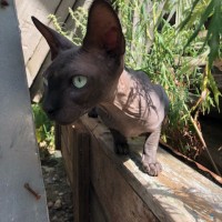 Найден кот, порода сфинкс