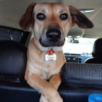 Отдам в добрые руки:  собака