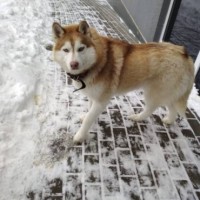 Найдена собака, порода сибирский хаски, окрас коричнево-белый