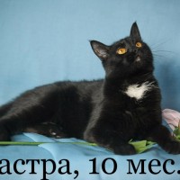 В добрые руки, коты и кошки