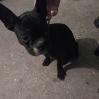 Найдена собака, порода французский бульдог, окрас черный
