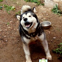 Потерялась собака, порода аляскинский маламут, окрас черно-белый
