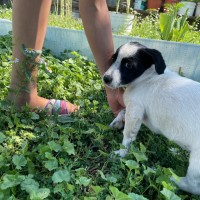 Пропала наша любимая собака