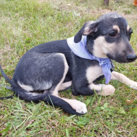 Найдено:  бэль собак