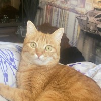 Пропала кошка!
