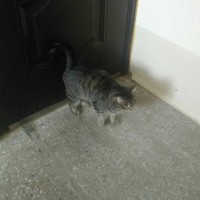 Найдена кошка, окрас серый, полосатый