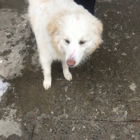 Найдена собака\пёс, окрас белый с коричневыми пятнами