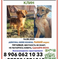 Отдам в добрые руки:  собака