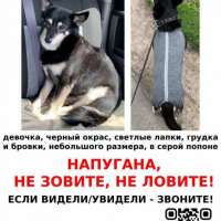 Потеряно:  собака