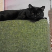 Потерялся кот, окрас черный