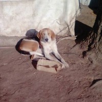 Пропала собака, порода русская пегая гончая
