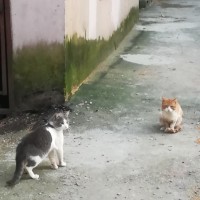Найдены коты