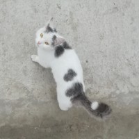 Найдена кошка, окрас белый с черными пятнами