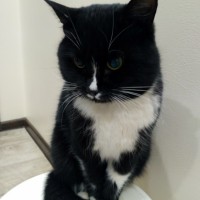 Найден кот, окрас черно-белый